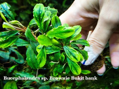Буцефаландра Bucephalandra sp. Brownie Bukit bank Буцефаландра Bucephalandra sp. Brownie Bukit bank
