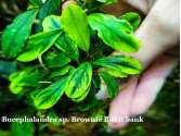 Буцефаландра Bucephalandra sp. Brownie Bukit bank Буцефаландра Bucephalandra sp. Brownie Bukit bank