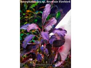 Буцефаландра Bucephalandra sp. Brownie Firebird