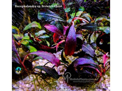 Буцефаландра Bucephalandra sp. Brownie Ghost Буцефаландра Bucephalandra sp. Brownie Ghost