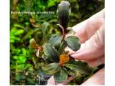 Буцефаландра Bucephalandra sp. Brownie Gita