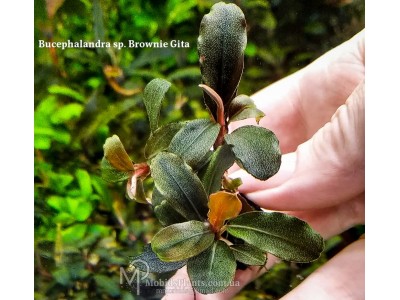 Буцефаландра Bucephalandra sp. Brownie Gita Буцефаландра Bucephalandra sp. Brownie Gita