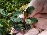 Буцефаландра Bucephalandra sp. Brownie Gita