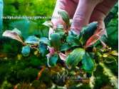 Буцефаландра Bucephalandra sp. Brownie Helena