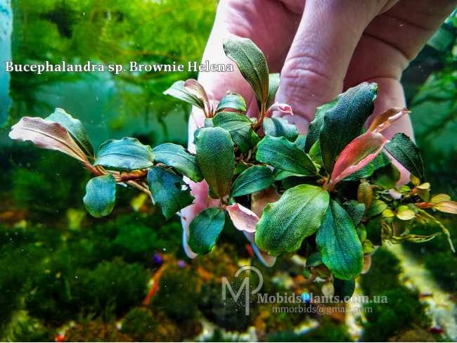 Буцефаландра Bucephalandra sp. Brownie Helena