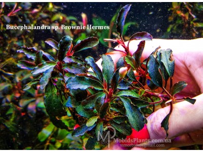 Буцефаландра Bucephalandra sp. Brownie Hermes Буцефаландра Bucephalandra sp. Brownie Hermes