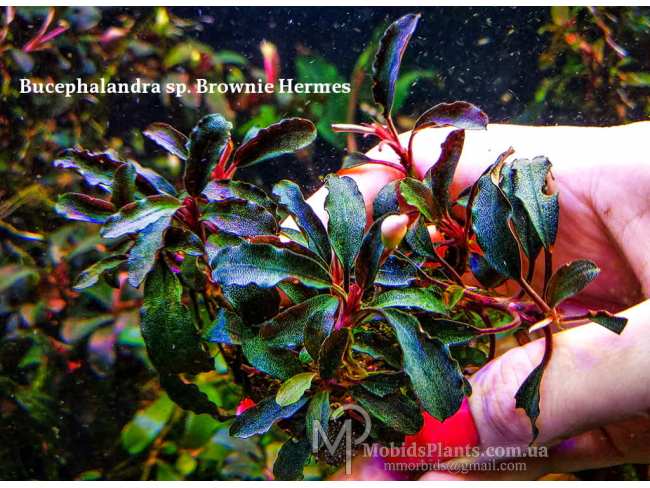 Буцефаландра Bucephalandra sp. Brownie Hermes