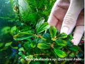 Буцефаландра Bucephalandra sp. Brownie Jade Буцефаландра Bucephalandra sp. Brownie Jade