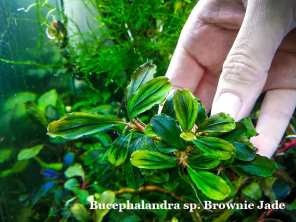 Буцефаландра Bucephalandra sp. Brownie Jade