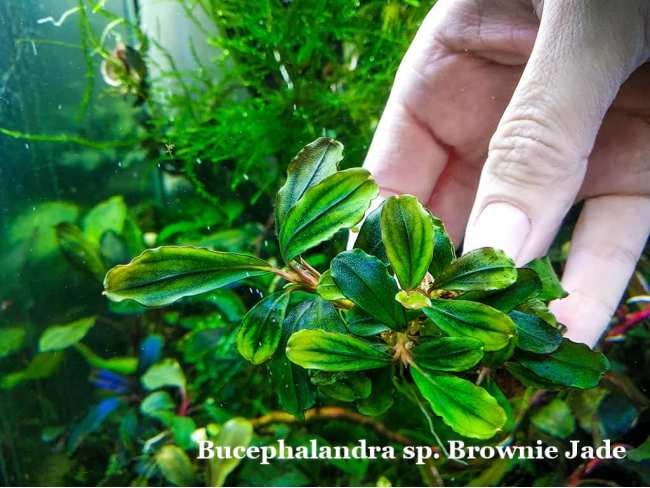 Буцефаландра Bucephalandra sp. Brownie Jade Буцефаландра Bucephalandra sp. Brownie Jade