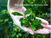 Буцефаландра Bucephalandra sp. Brownie Jade Буцефаландра Bucephalandra sp. Brownie Jade