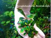 Буцефаландра Bucephalandra sp. Brownie Jade Буцефаландра Bucephalandra sp. Brownie Jade