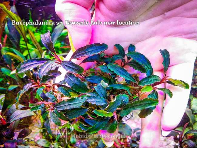 Буцефаландра Bucephalandra sp. Brownie Jade new location