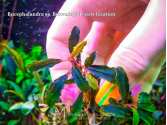 Буцефаландра Bucephalandra sp. Brownie Jade new location