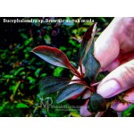 Bucephalandra sp. Brownie merah muda Bucephalandra sp. Brownie merah muda