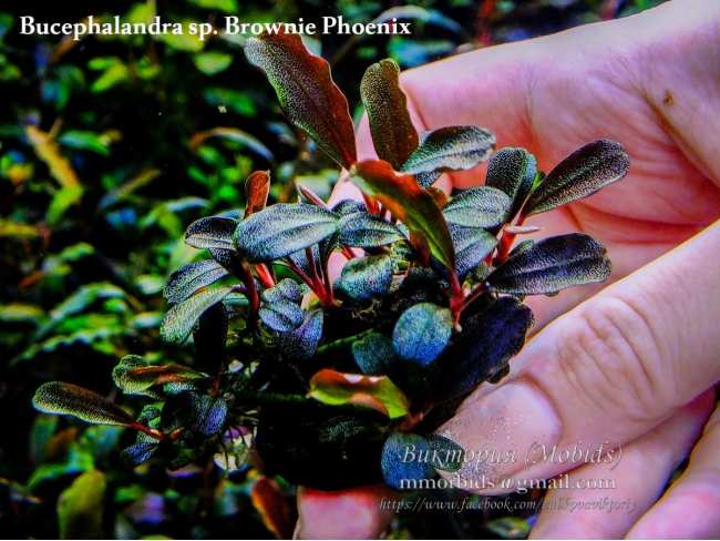 Буцефаландра Bucephalandra sp. Brownie Phoenix