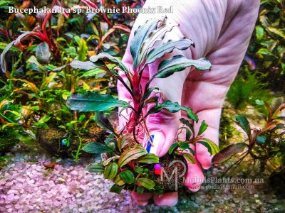 Буцефаландра Bucephalandra sp. Brownie Phoenix Red Буцефаландра Bucephalandra sp. Brownie Phoenix Red