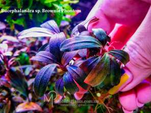 Буцефаландра Bucephalandra sp. Brownie Phontom