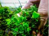 Буцефаландра Bucephalandra sp. Brownie Phontom green