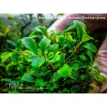 Буцефаландра Bucephalandra sp. Brownie Phontom green Буцефаландра Bucephalandra sp. Brownie Phontom green