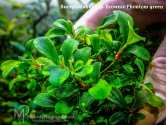 Буцефаландра Bucephalandra sp. Brownie Phontom green