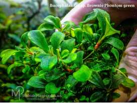 Буцефаландра Bucephalandra sp. Brownie Phontom green