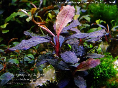 Буцефаландра Bucephalandra sp. Brownie Phontom Red Буцефаландра Bucephalandra sp. Brownie Phontom Red