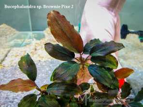 Буцефаландра Bucephalandra sp. Brownie Pixe 2