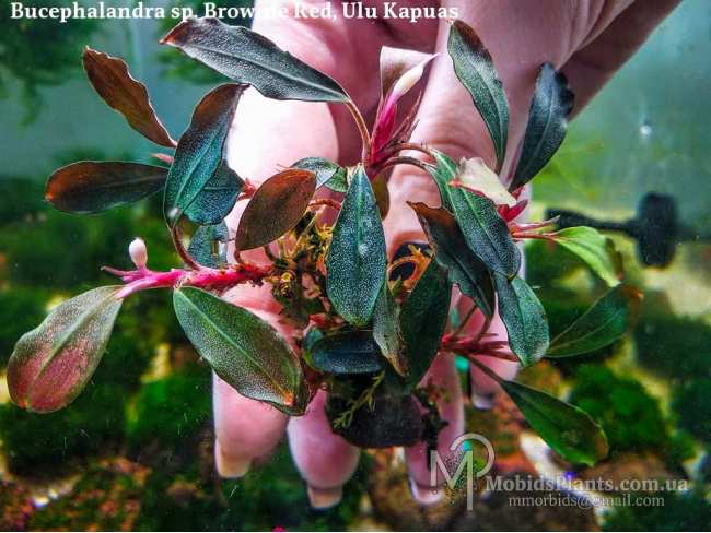 Буцефаландра Bucephalandra sp. Brownie Red, Ulu Kapuas