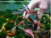 Буцефаландра Bucephalandra sp. Brownie Red, Ulu Kapuas