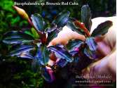 Буцефаландра Bucephalandra sp. Brownie Red Сuba