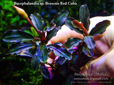 Буцефаландра Bucephalandra sp. Brownie Red Сuba Буцефаландра Bucephalandra sp. Brownie Red Сuba