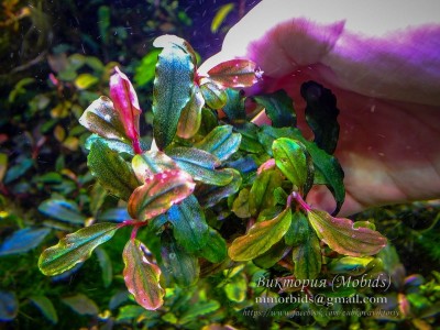 Буцефаландра Bucephalandra sp. Brownie Apollo Буцефаландра Bucephalandra sp. Brownie Apollo