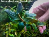 Буцефаландра Bucephalandra sp. Brownie Gita