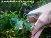 Буцефаландра Bucephalandra sp. Brownie Gita