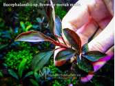 Буцефаландра Bucephalandra sp. Brownie merah muda