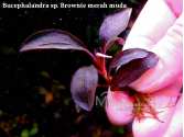 Буцефаландра Bucephalandra sp. Brownie merah muda