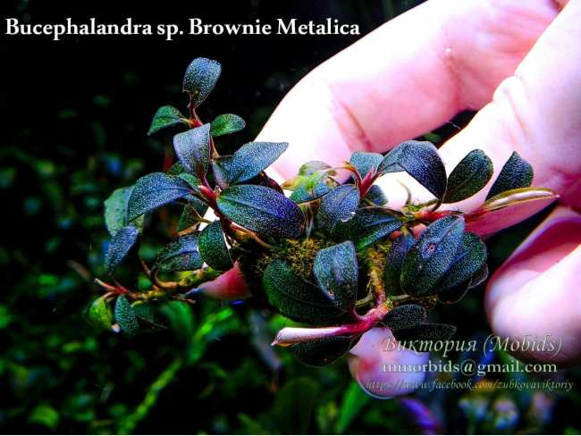 Буцефаландра Bucephalandra sp. Brownie Metalica