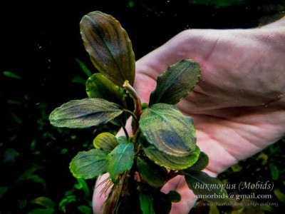 Буцефаландра Bucephalandra sp. Brownie Pixe Буцефаландра Bucephalandra sp. Brownie Pixe