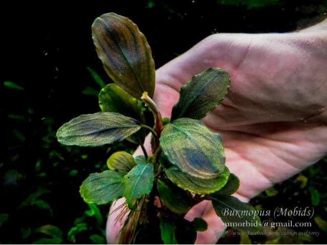 Буцефаландра Bucephalandra sp. Brownie Pixe