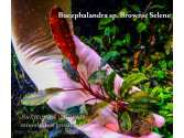 Буцефаландра Bucephalandra sp. Brownie Selene