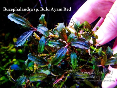 Буцефаландра Bucephalandra sp. Bulu Ayam Red