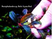 Bucephalandra sp. Bulu Ayam Red