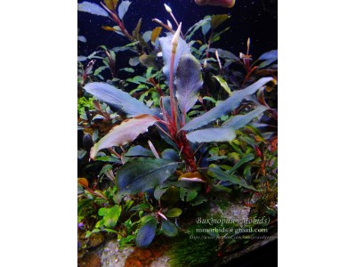 Буцефаландра Bucephalandra sp. Bungan