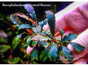 Буцефаландра Bucephalandra sp. Central Borneo