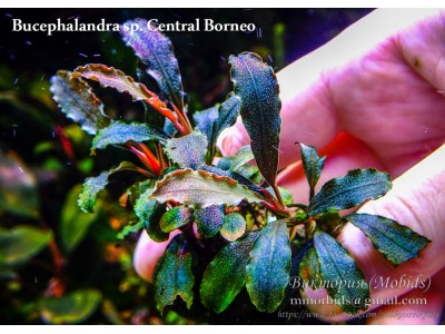 Буцефаландра Bucephalandra sp. Central Borneo