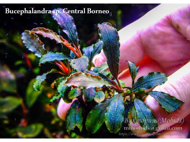 Буцефаландра Bucephalandra sp. Central Borneo