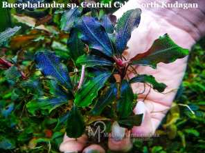 Буцефаландра Bucephalandra sp. Central Cali, North Kudagan