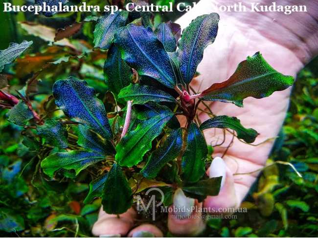 Буцефаландра Bucephalandra sp. Central Cali, North Kudagan