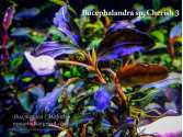 Буцефаландра Bucephalandra sp. Cherish 3